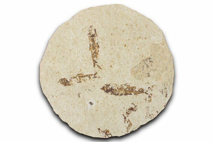 Fossil Fish (Knightia) Mortality Plate - Wyoming #339022